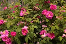 Apothekerrose_Strauch 150620.webp