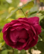 Ascot 150620.webp