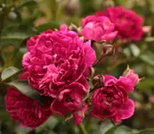 Super Excelsa 150620.webp