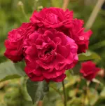 Unsicher 150620.webp