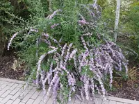 20150620_190958.webp