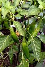 Cayenne.webp