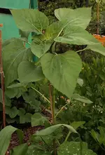 Sonnenblume2.webp