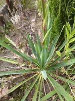 P1010587-a.webp