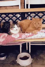 Siesta.webp