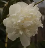 Duchesse de Nemours 150620.webp