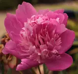 Pfingstrose 150620.webp