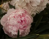 Pfingstrose_2 150620.webp