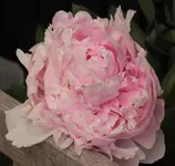 Pfingstrose_3 150620.webp