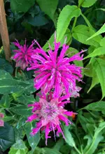 Monarda.webp
