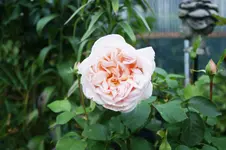 Andre le Notre Edelrose Meilland 2001.webp