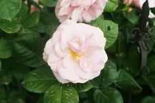 Astrid Lindgren Strauchrose Tantau 2001.webp