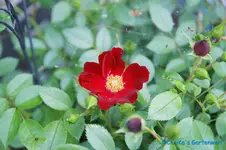 Bienenweide rot.webp