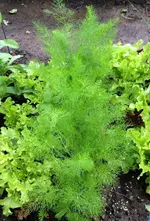 Knollenfenchel.webp