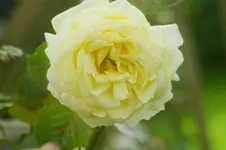 Elfe Kletterr.Tantau 2000.webp