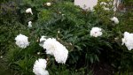 20150620_181021.jpg
