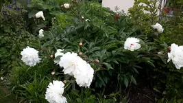 20150620_181021.webp
