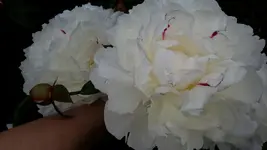 20150620_181040.webp