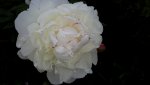 20150620_181107.jpg