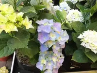 Bilda081.webp