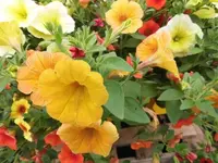 Bilda020.webp