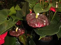 Bilda068.webp
