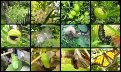 Monarch Raupe bt orig..jpg