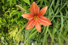 DSCF1584.webp
