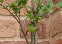 Spatz Tomate 40D_2015_06_16_00565.webp