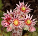 Spatz Sempervivum 5D2-24805.jpg