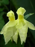DSCN8994.webp
