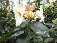 Bilda055.webp