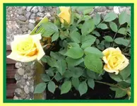 Bilda005.webp