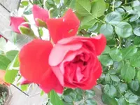 Bilda022.webp