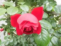 Bilda017.webp