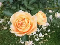 Bilda007.webp