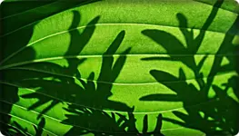 Muster Hosta.jpg