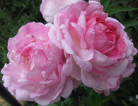 jasmina.webp