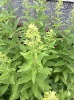 IMG_20150621_110010.webp