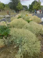 DSCN2632.webp