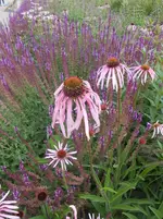 DSCN2622.webp