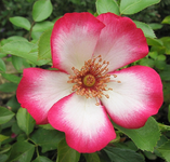 pretty_kiss.webp