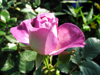 blue for you___.webp