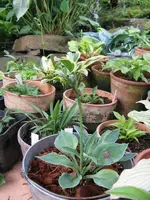 006_600x800.webp