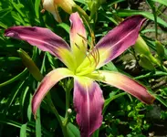 laughingskys.webp