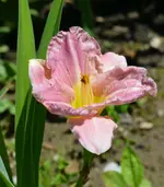 romanticrose.webp