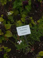 DSCN2644.webp