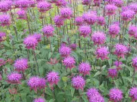 DSCN2619.webp