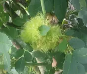 Boule verte dans rosiers.webp