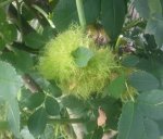 Boule verte dans rosiers.jpg
